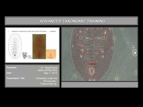 Whiteflies under the microscope - <em>Trialeurodes</em> sp.</a>