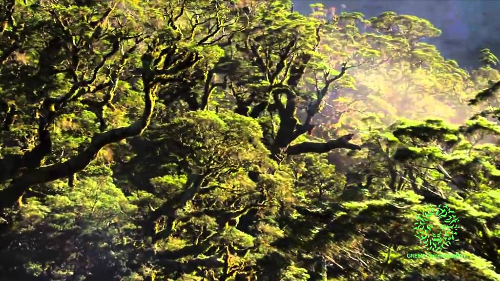 Spot Green Communication