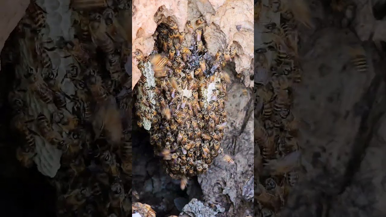 "Bees Gather and Follow Their Leader - Fascinating Hive Behavior!"