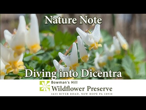 Diving into Dicentra: Dutchman's breeches and Squirrel corn