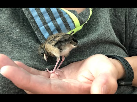 Dark Eyed Junco, hand-raised and released to the wild in 40 days
