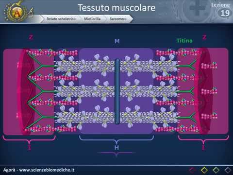 Histology 19 - Muscle (part 1)