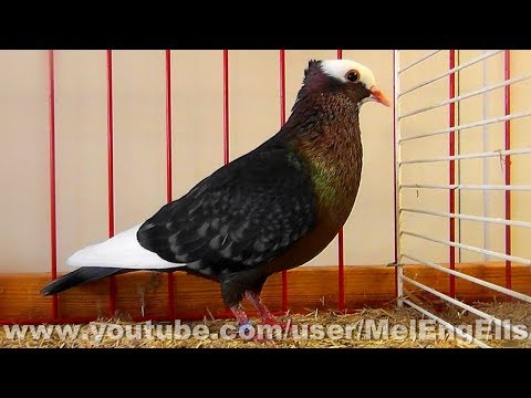 Archangel pigeon breed footage