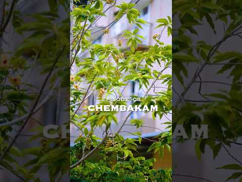 Hortus Malabaricus episode 008 Chembakam