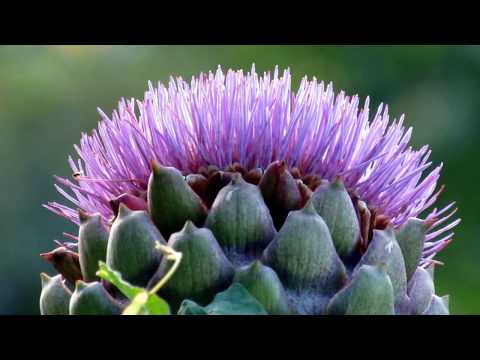 Canon PowerShot sx530 hs, Beautiful Macro Photo Test, Sample Pictures, Interesting Strange Things