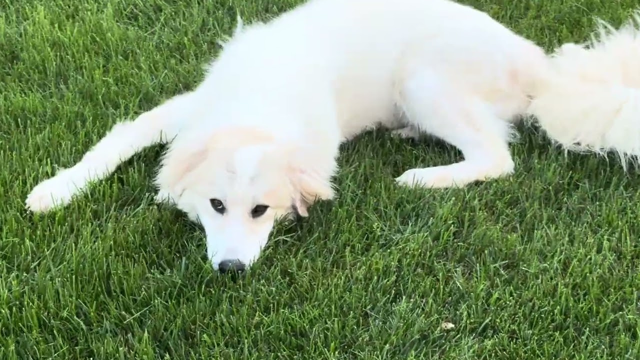 Luna in NJ - Gives Sweet Kisses!, a ADOPTABLE Great Pyrenees in Hillsborough, NJ video 4/4