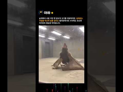 겉모습은 무서워보이지만 사실은 온순한 자이언트 박쥐