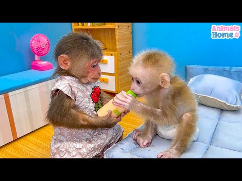 BiBi helps dad harvest beans to cook breakfast for baby monkey Obi