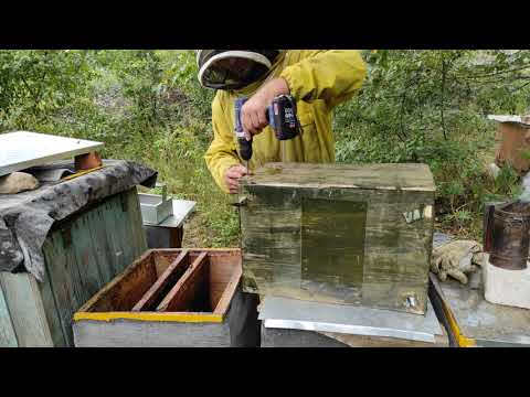 Роеловство.Словил пчёл в картонные ловушки в лесу.Снял пять ловушек с роями.Заселение #Ловля_роёв