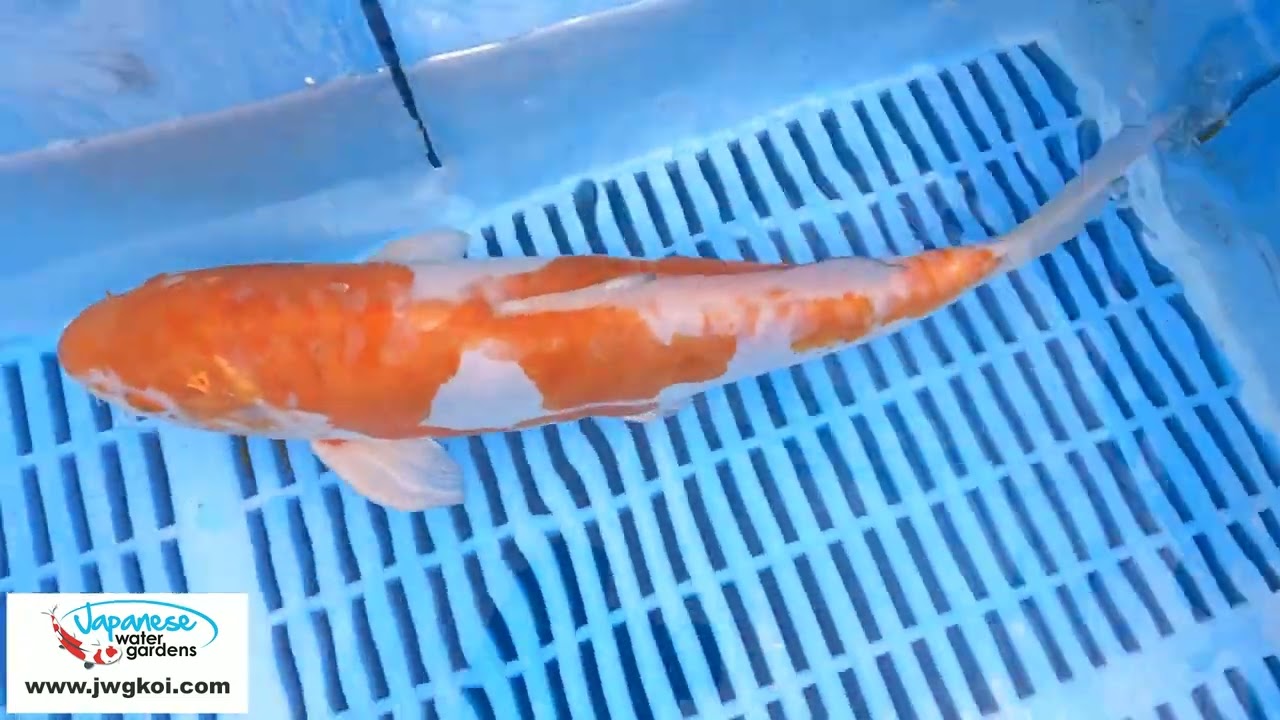 6119 Doitsu Ochiba 10to12in £160