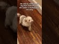 Just a normal dog no skinwalker here #dogs #creepy #skinwalker