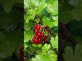 First Sweet And Tasty Red Currant Ribes Rubrum Harvest Of The Summer Love Gardening