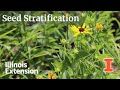 How To Stratify Seeds