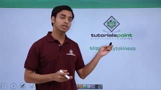 Class 11th - Mitosis – Cytokinesis | Cell Cycle and Cell Division | Tutorials Point