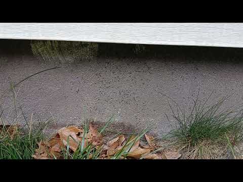 A Whole Swarm of Ants Found on the Home in West Windsor, NJ