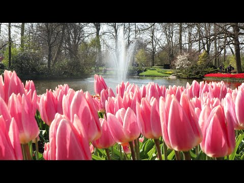 Enjoy the beauty of the spring garden - Keukenhof 2021