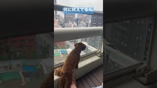 バルコニーから下の何かに吠え続けてる愛犬