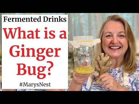 How to Make a Ginger Bug for Making Probiotic Rich Fermented Drinks