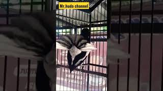 Download lagu KACER FULL EMOSI NGOBRA ISIAN CILILIN#mrhudachannel#shorts#kacergacor#kacerfullisian mp3 Download lagu KACER FULL EMOSI NGOBRA ISIAN CILILIN#mrhudachannel#shorts#kacergacor#kacerfullisian mp3