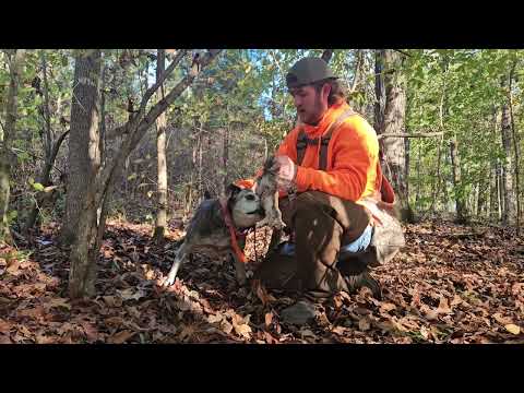 Hunting Squirrels with Mountain Cur dogs