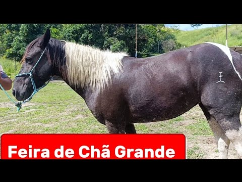 Feira de cavalo de Chã Grande Pernambuco #nordeste 