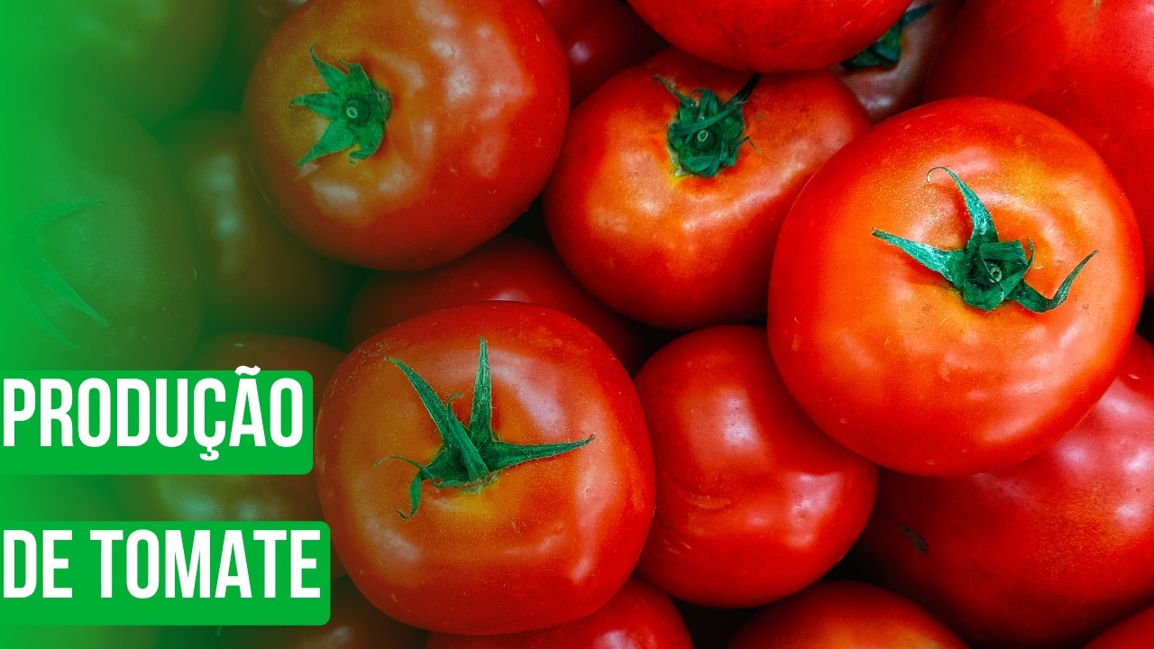 Produção de tomate