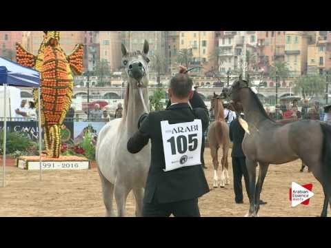 Menton 2016 - Yearling Colts ch