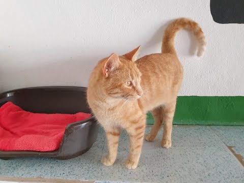 Triple A Gatos Narciso RCancio