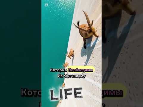 это не возможно...но #горный козел 2 , ответы