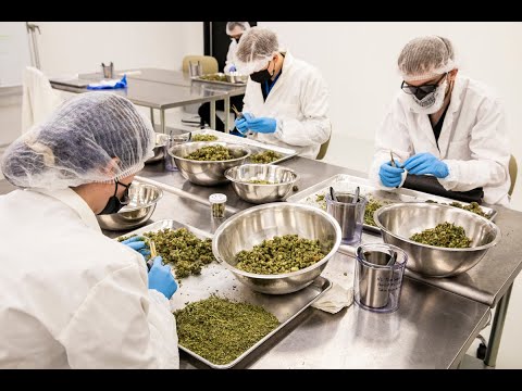 Tour a Michigan cannabis cultivation and processing center