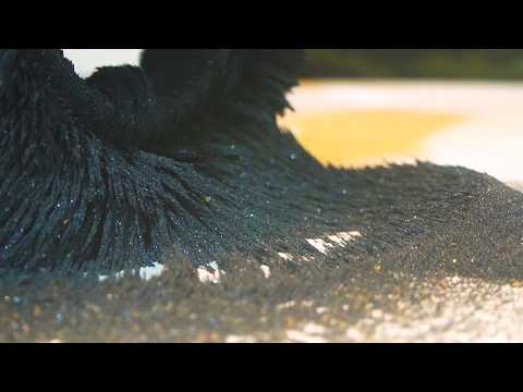 Cool Experiment : Iron Sand  + Magnet