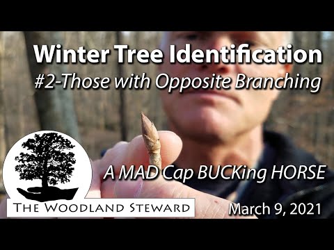Winter Tree Identification #2 – Those with Opposite Branching