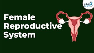 Female Reproductive System | Don't Memorise