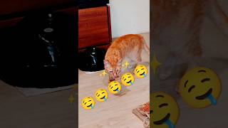 2026/5/3_64 貪喝SV #橘ひなの #橘貓 #橘猫 #貓咪日常 #cat #cute #貓貓日常