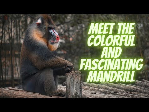 The Fascinating World of Mandrills: Facts and Curiosities.