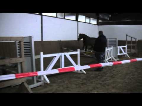 Light On, 2011 stallion