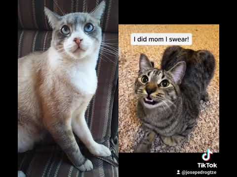 #funny cats#gatos chistosos#viral#parati#foryou
