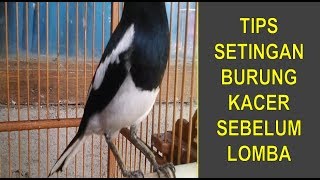 Download lagu Tips Setingan Burung Kacer Sebelum Lomba Kicau Agar Menang.. mp3