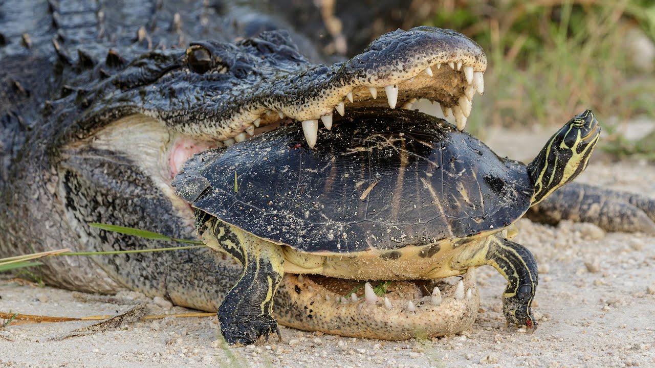 Alligator Attempting To Eat A Turtle