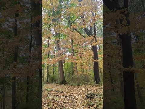 Perspective Shift with Gratitude ✨🙏✨