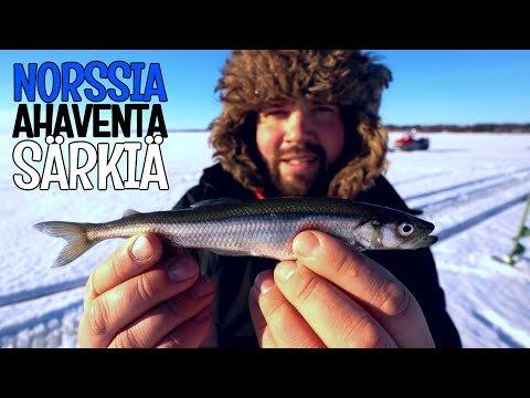 NÄIN PILKITÄÄN MORRILLA - NORSSIA, AHVENTA JA SÄRKEÄ