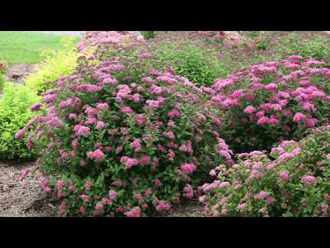 Pruning Spiraea in Early Spring
