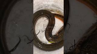 Download lagu INILAH PENAMPAKAN ANAK BELUT‼️ #shorts mp3