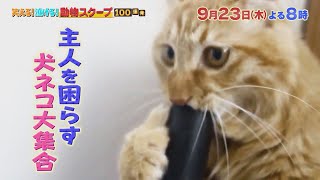 動物スクープ100連発 激カワ 爆笑 ご主人を困らす犬猫 秘 行動 ギモン検証sp Tbsテレビ