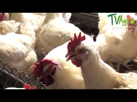, title : 'Control de la enfermedad de Newcastle en granjas Avícolas - TvAgro por Juan Gonzalo Angel'