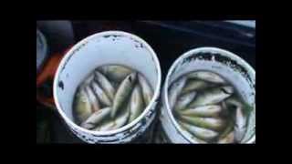 Lake Erie Yellow  Perch Fishing 2013