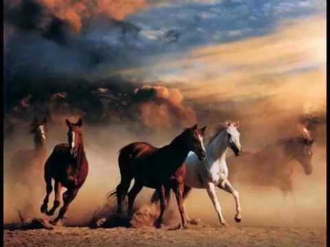 Signy Mallory (The Horse Tamer's Daughter)