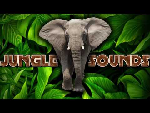 Jungle Sounds Video
