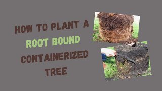 Rootball Shaving: How to Plant Root Bound Container Trees