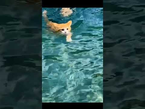 Hilarious Cat Comedy: Funniest Cats Compilation Ever! 😹😂🐾